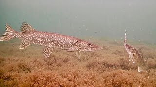 Ice Fishing Ultra Clear Water for Walleye and Pike - Underwater View