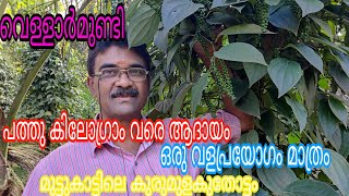 മികച്ച ആദായം തരും വെള്ളാർമുണ്ടി കുരുമുളക്#antony muniyara Vlogs