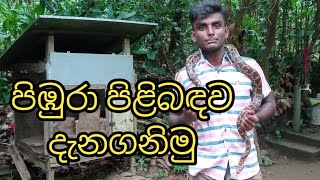 පිඹුරා පිළිබදව දැනගනිමු | python🐍🐍