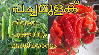 പച്ചമുളക് നിറയെ പൂക്കാനും കായ്ക്കാനും # green chilli# care# tips # fertilizer# pesticides#