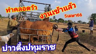 ทำคลอดวัว#ออกลูกไม่ได้ต้องช่วยด้วยๆ(5เมษา66)