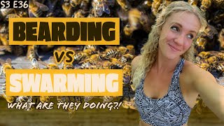 Are Your Bees Bearding Or Swarming??? Beekeeping 101 #beekeeping