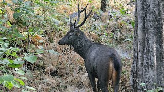 সম্বর হরিণ/ বড় শিংঘা / Sambar deer/ Rusa unicolor