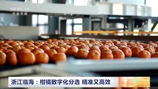 [中国三农报道]浙江临海：柑橘数字化分选 精准又高效|农业致富经 Agriculture And Farming