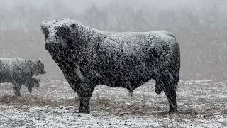 How an alpha Angus bull stays frosty during a winter storm.