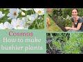 Tips on how to get more flower power from your Cosmos and create more robust plants