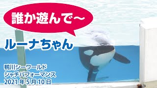 誰かと遊びたいルーナちゃん【2021年5月10日】Orca performance, Kamogawa Sea World, Japan