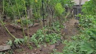 Working on our version of a Mediterranean Syntropic Agroforestry Food Forest in San Diego