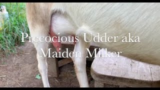 Precocious Udder