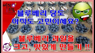 블루베리과일의품질,과일비대방법,과일당도올리는방법