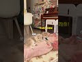 【 薄荷猫猫甜不甜】家里的吹风机坏了 借用一下你俩的烘干箱 怎么猫猫都这么小气呢 薄荷猫猫 治愈系猫咪