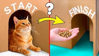 Can Your Cat Find The Exit? Let's Build A Giant Labyrinth From Cardboard!