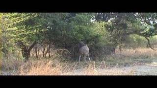 greater kudu eating