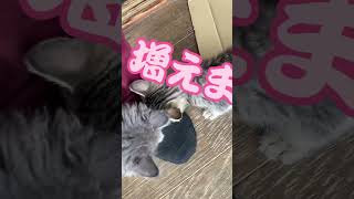 【猫動画】にゃんこサスペンス劇場　※おっさんの足は◯の匂い！