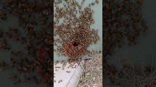 Honeybee Swarm moving in