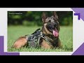 Funeral plans announced for Gwinnett SWAT K-9 officer killed in line of duty