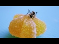 When Ants Meet Candy