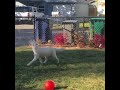 Blind and Deaf Puppy Recognizes Owner When He Comes Home - 1008139