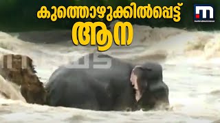 ചാലക്കുടിപ്പുഴയിലെ കുത്തൊഴുക്കില്‍പ്പെട്ട് കരയ്ക്ക് കയറാൻ കഴിയാതെ കാട്ടാന  | Mathrubhumi News