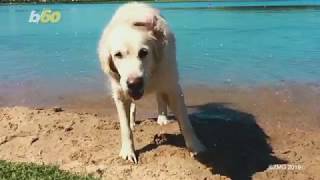 5 Dog-Friendly Summer Destinations
