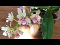 haul sedirea japonica and japanese orchids