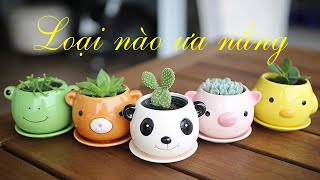 Phần 191: Phân Biệt Các Loại Sen Đá Ưa Nắng Và Không Ưa Nắng