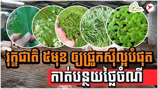 រុក្ខជាតិ ៥មុខ ឲ្យជ្រូកស៊ីល្អបំផុត កាត់បន្ថយថ្លៃចំណី | កម្មវិធីកសិកម្ម