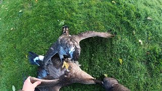 Northern Goshawk catching Canada Goose - Falconry