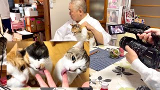 猫も住職も娘も頑張った1日でした。