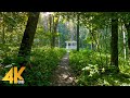 Forest Walk on a Summer Sunny Day - 4K Virtual Hike with Beautiful Music & Nature Sounds