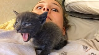 Homeless Kitten Chooses a Woman And Loudly Asks For Help