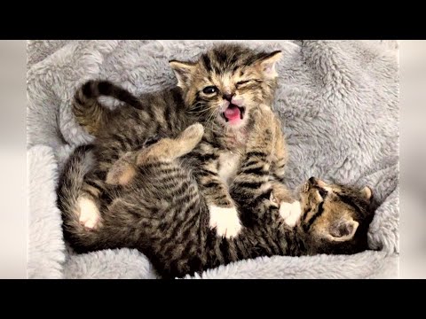 Six Newborn Kittens Were Neglected By Their Young Mom Cat, Who Tried To ...