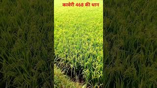 कावेरी 468 धान #kheti #khetibadi #dhankikheti #rice #dhan #shortfeed #shortsvideo #shorts #viral