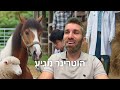 ברוך מואס מה אמר הכבש לסוס שגרם לו לקפוץ על הרגליים 🤣 🐑 🐴