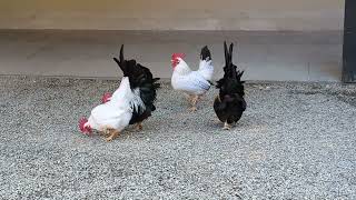 大崎八幡宮のニワトリ( - ө - ) Cocks at Osaki Shrine.