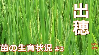 【稲作】苗の生育状況  #3  ヒトメボレ、コガネモチ出穂