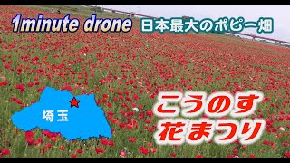 【1min. drone #73】埼玉県鴻巣市・こうのす花まつり～日本最大のポピー畑～