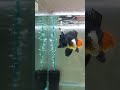 【動画 1点モノ】 タイ産 k050 オランダ獅子頭 ローズテール 大きめ個体 14cm オス 4ヵ月 金魚 12月16日発送 返金保証 k050