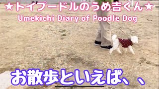 お散歩といえば、、 ★トイプードルのうめ吉くん（493日目)★Umekichi Diary of Poodle Dog