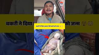 Bihar: Saharsa में बकरी ने दिया इंसान जैसे बच्चे को जन्म 😳😲 Goat gave birth to a human like baby