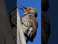 Hear the Northern Flicker's Incredible Calls!