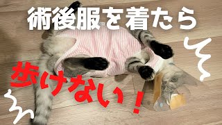 避妊手術を受けたもも（後編）術後服を着たら歩けなくなっちゃった猫