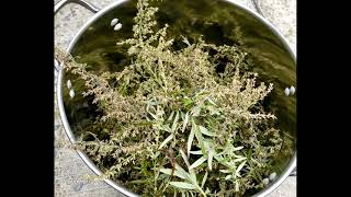 Zanabella Mugwort Steam Distillation