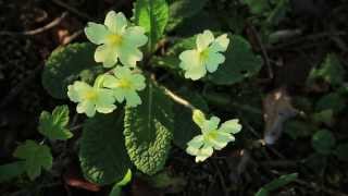 The Primrose