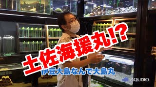 024ベタ専門店 アクディオ 店長 水産高校の思い出話