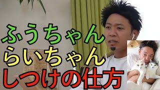 [サンシャイン池崎/ひろシャインゆき崎]保護猫を保護しました!池崎さんはふうちゃんらいちゃんをどうやってしつけしましたか？猫おじさん池崎が考える大切なこととは？[切り抜き]