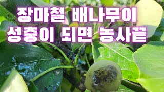 직이네 장마철 배나무이 성충이되면 농사 망합니다