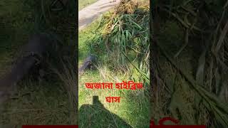 অজানা হাইব্রিড ঘাস ৫+ফিট পানি থেকে কাটিংয়ের জন্য সংগ্রহ করলাম ০১৭৫৫৫২৫৫৭৫