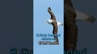 Top 10 Fastest Birds in the World