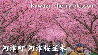 【4K】河津町 河津桜並木 - Kawazu cherry blossom / 2023年 / Walking tour / Japan